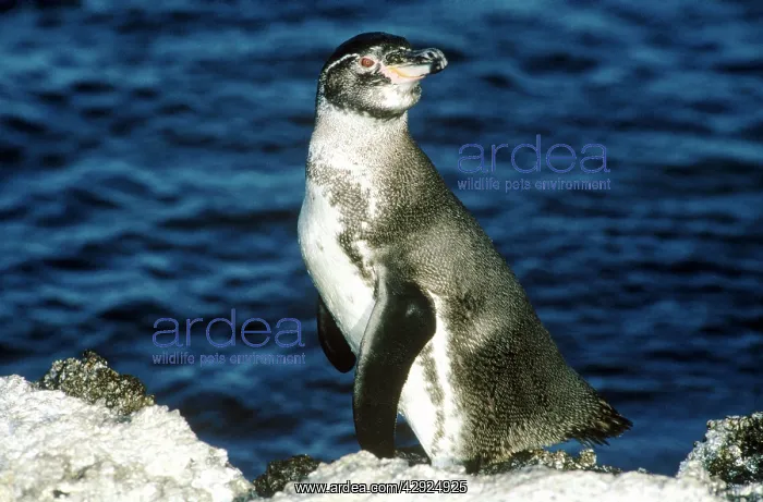 : Galapagos Penguin : Galapagos Penguin