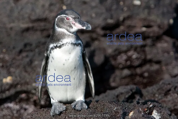 : Galapagos Penguin : Galapagos Penguin