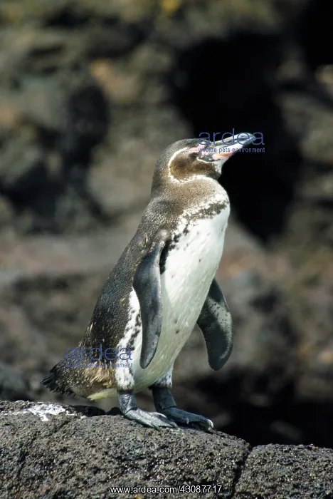 : Galapagos penguin : Galapagos penguin