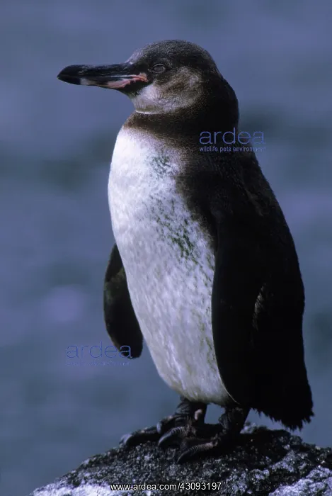 : Galapagos Penguin : Galapagos Penguin