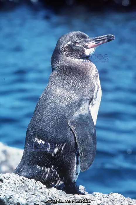 : GALAPAGOS PENGUIN : GALAPAGOS PENGUIN