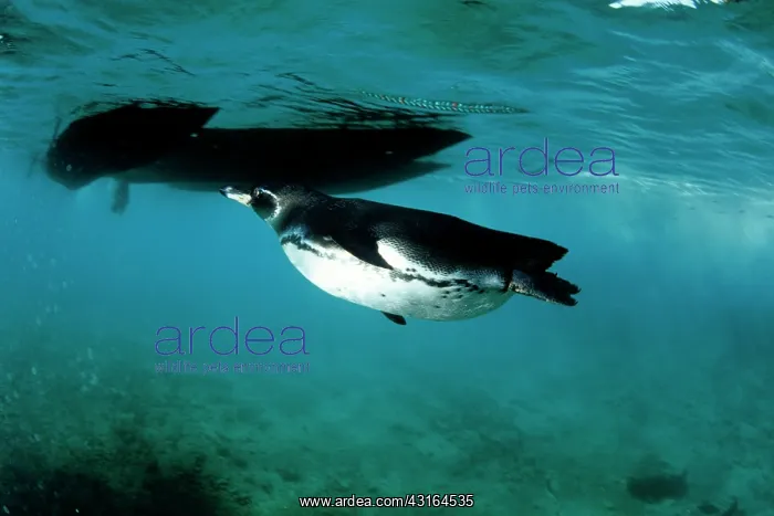 : Galapagos Penguin - Endangered IUCN Bartholomz Island Galapa : Galapagos Penguin - Endangered IUCN Bartholomz Island Galapa