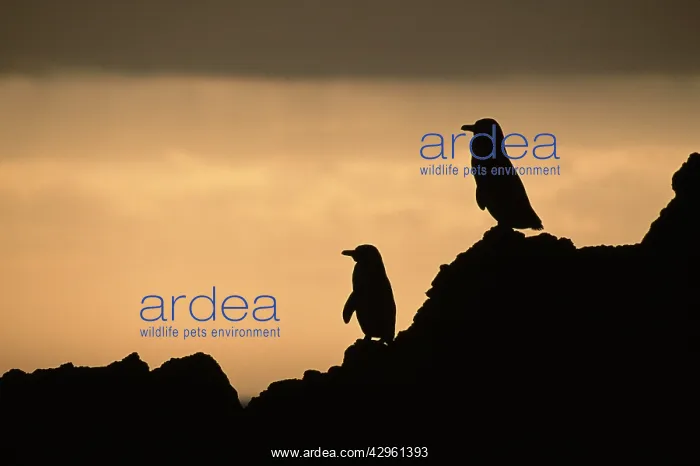 : Galapagos Penguin - pair silhouette : Galapagos Penguin - pair silhouette