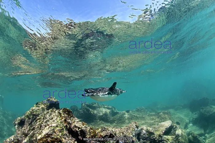 : Galapagos Penguin Spheniscus mendiculus Endangered IUCN Bart : Galapagos Penguin Spheniscus mendiculus Endangered IUCN Bart