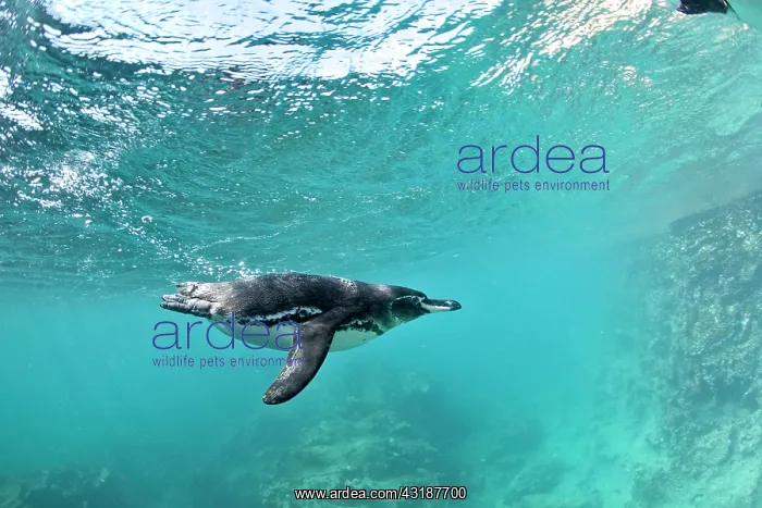 : Galapagos Penguin Spheniscus mendiculus Endangered IUCN Bart : Galapagos Penguin Spheniscus mendiculus Endangered IUCN Bart