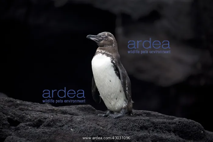 : Galapagos Penguin - Standing on a rock on Bartholome : Galapagos Penguin - Standing on a rock on Bartholome
