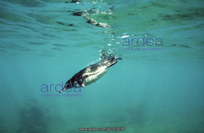 : GALAPAGOS PENGUIN - swimming underwater : GALAPAGOS PENGUIN - swimming underwater