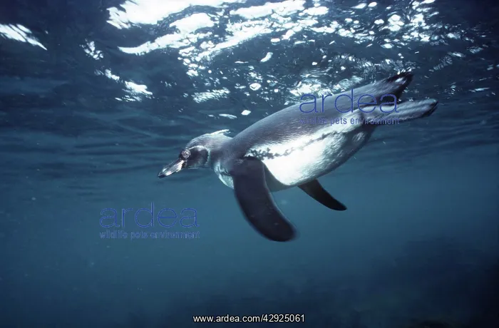  : Galapagos Penguin - swimming underwater