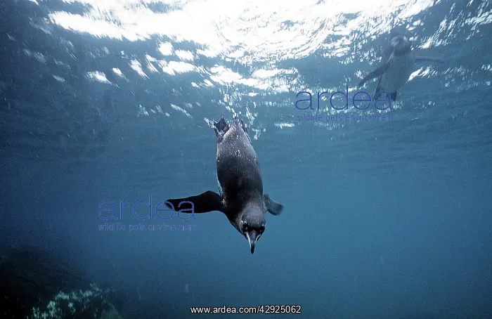 : Galapagos Penguin - swimming underwater : Galapagos Penguin - swimming underwater
