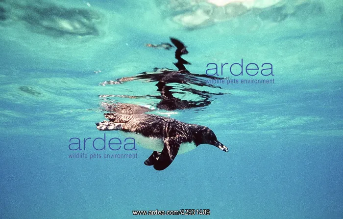 : Galapagos Penguin swimming underwater : Galapagos Penguin swimming underwater