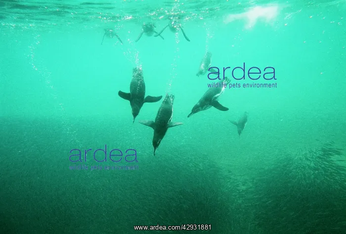 : Galapagos Penguin - underwater fishing for Anchovy : Galapagos Penguin - underwater fishing for Anchovy