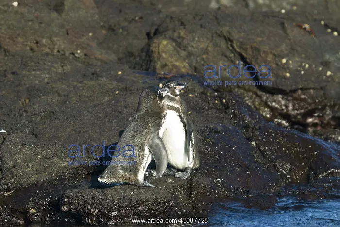 : Galapagos penguins : Galapagos penguins