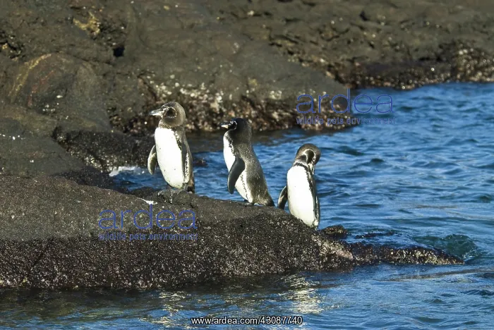: Galapagos penguins : Galapagos penguins
