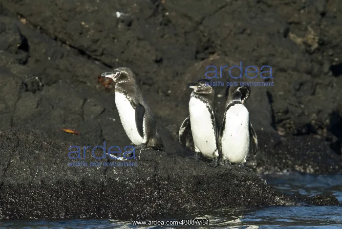 : Galapagos penguins : Galapagos penguins
