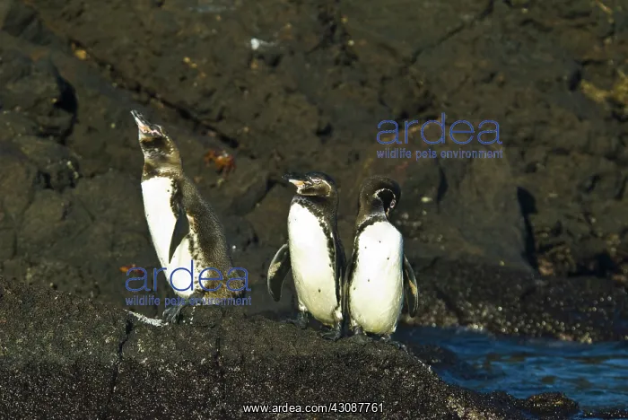 : Galapagos penguins : Galapagos penguins