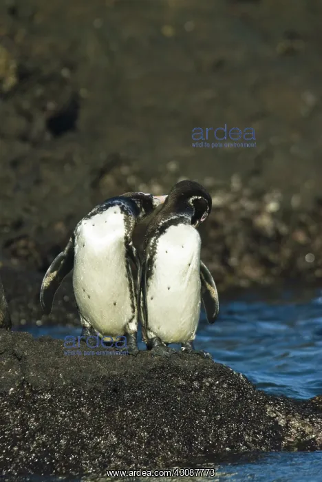 : Galapagos penguins : Galapagos penguins