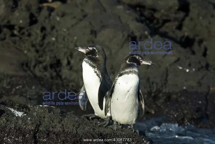 : Galapagos penguins : Galapagos penguins
