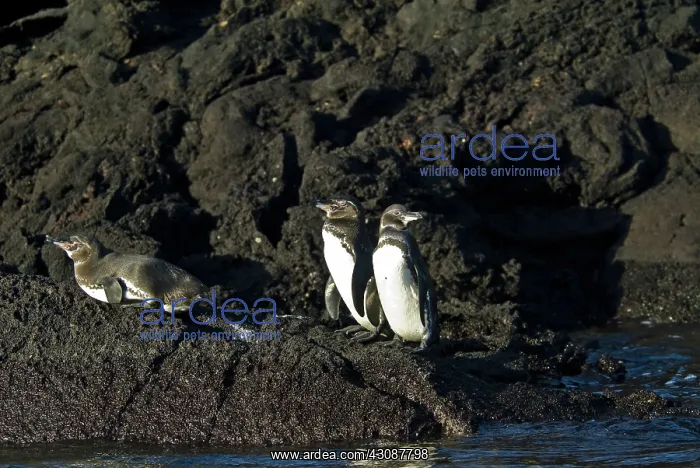 : Galapagos penguins : Galapagos penguins
