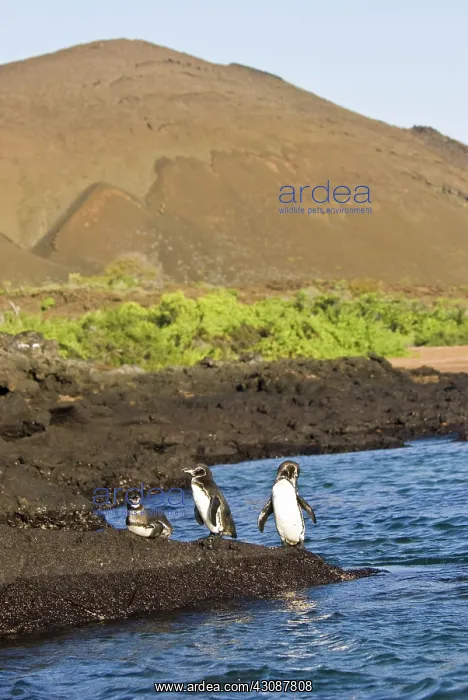 : Galapagos penguins : Galapagos penguins