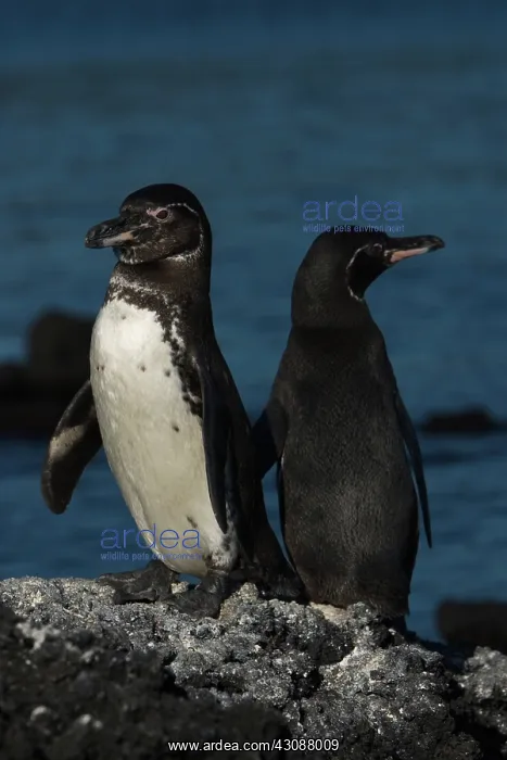 : Galapagos Penguins : Galapagos Penguins