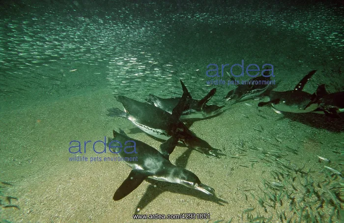 : Galapagos Penguins - fishing underwater for Anchovy : Galapagos Penguins - fishing underwater for Anchovy