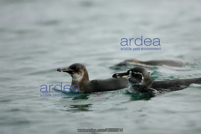 : Galapagos Penguins swimming : Galapagos Penguins swimming