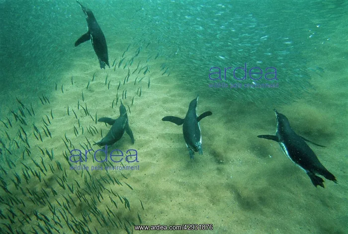 : Galapagos Penguins - swimming underwater - fishing : Galapagos Penguins - swimming underwater - fishing