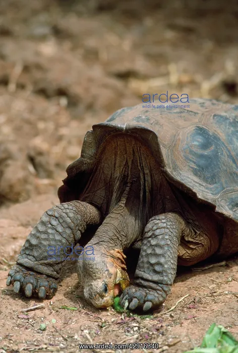 : GALAPAGOS SADDLEBACK TORTOISE : GALAPAGOS SADDLEBACK TORTOISE