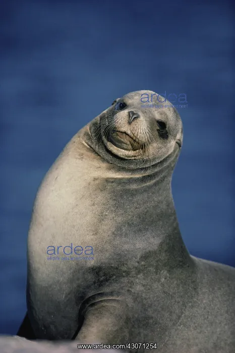: Galapagos Sea Lion : Galapagos Sea Lion