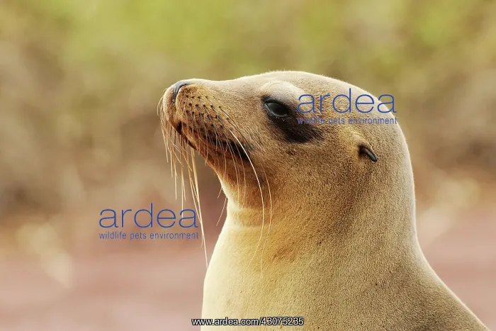 : Galapagos Sea Lion : Galapagos Sea Lion
