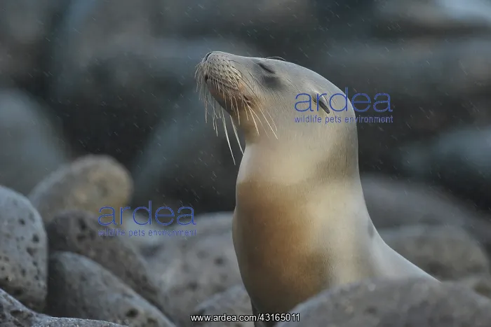 : Galapagos Sea Lion : Galapagos Sea Lion