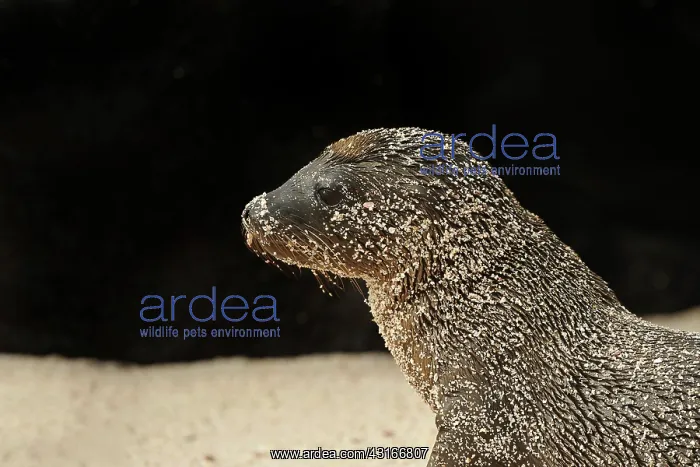 : Galapagos Sea Lion : Galapagos Sea Lion