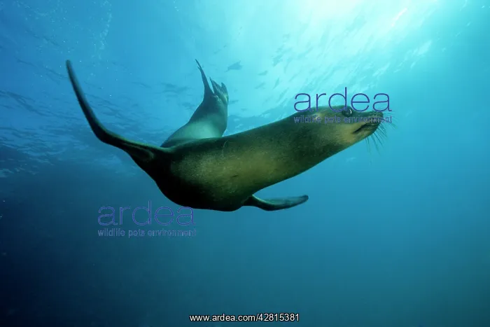 : Galapagos Sea Lion - Galapagos Islands UNESCO Natural World : Galapagos Sea Lion - Galapagos Islands UNESCO Natural World