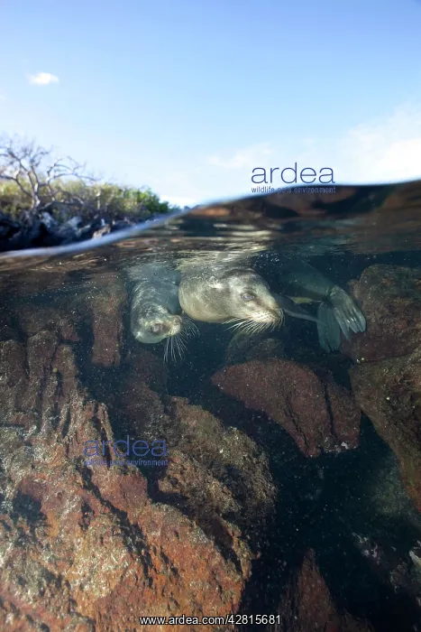 : Galapagos Sea Lion - Galapagos Islands UNESCO Natural World : Galapagos Sea Lion - Galapagos Islands UNESCO Natural World