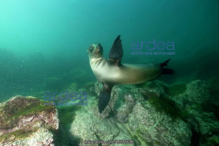 : Galapagos Sea Lion - Galapagos Islands UNESCO Natural World : Galapagos Sea Lion - Galapagos Islands UNESCO Natural World