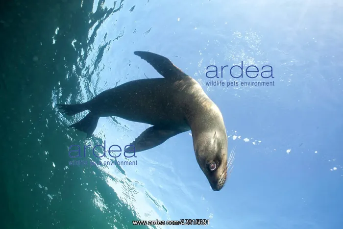  : Galapagos Sea Lion - Galapagos Islands UNESCO Natural World