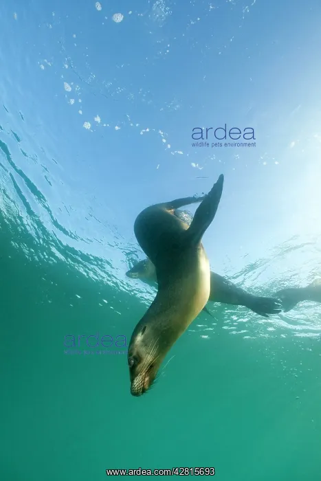 : Galapagos Sea Lion - Galapagos Islands UNESCO Natural World : Galapagos Sea Lion - Galapagos Islands UNESCO Natural World