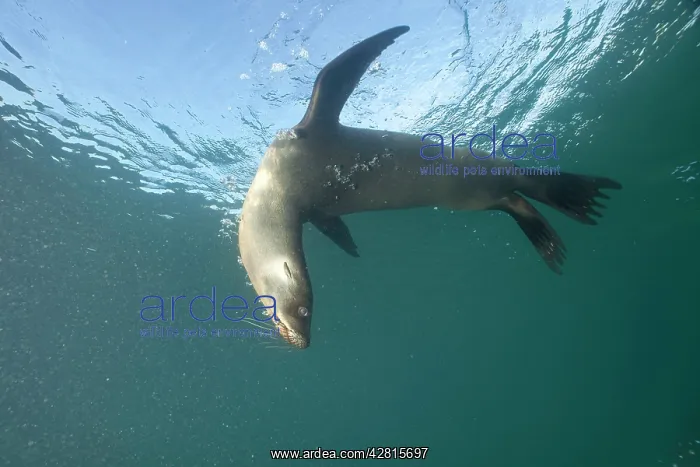 : Galapagos Sea Lion - Galapagos Islands UNESCO Natural World : Galapagos Sea Lion - Galapagos Islands UNESCO Natural World