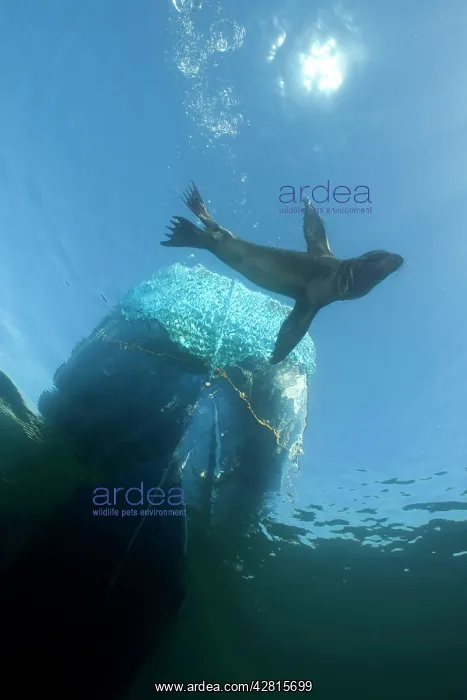 : Galapagos Sea Lion - Galapagos Islands UNESCO Natural World : Galapagos Sea Lion - Galapagos Islands UNESCO Natural World