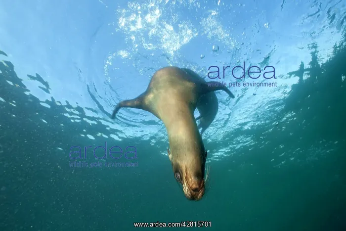 : Galapagos Sea Lion - Galapagos Islands UNESCO Natural World : Galapagos Sea Lion - Galapagos Islands UNESCO Natural World