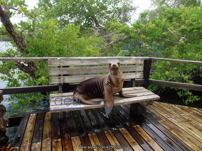 : Galapagos Sea Lion - lying on a bench : Galapagos Sea Lion - lying on a bench
