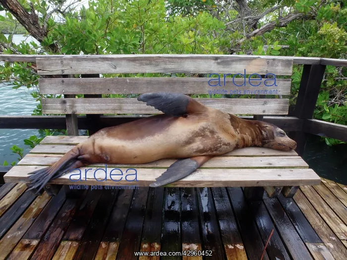 : Galapagos Sea Lion - lying on a bench : Galapagos Sea Lion - lying on a bench