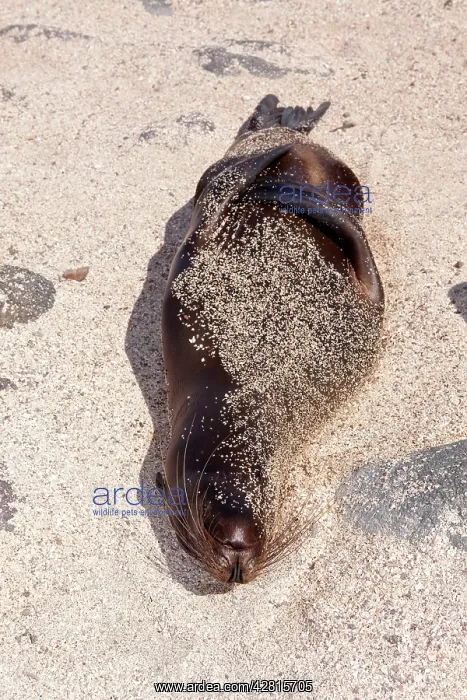  : Galapagos Sea Lion - North Seymour Island Galapagos Islands
