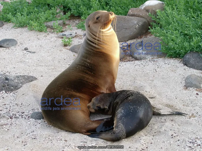 : Galapagos Sea Lion - nursing young on beach : Galapagos Sea Lion - nursing young on beach