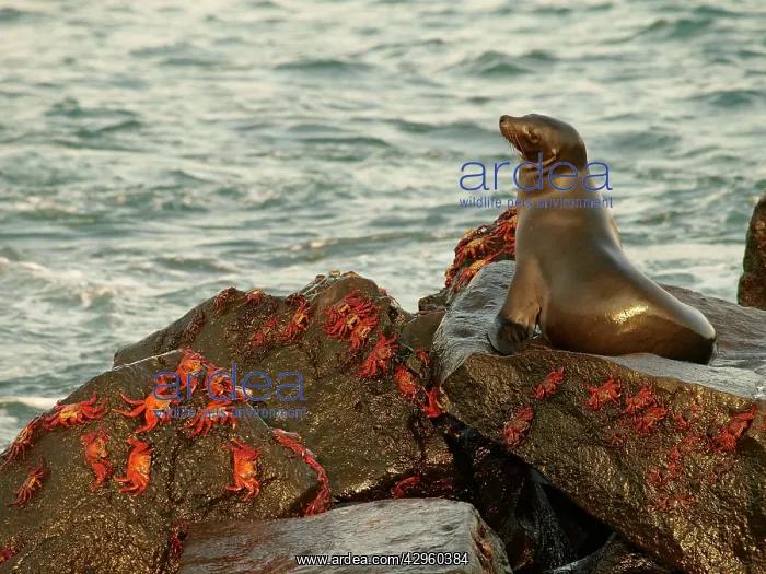: Galapagos Sea Lion - on rock with Lighfoot Crabs : Galapagos Sea Lion - on rock with Lighfoot Crabs