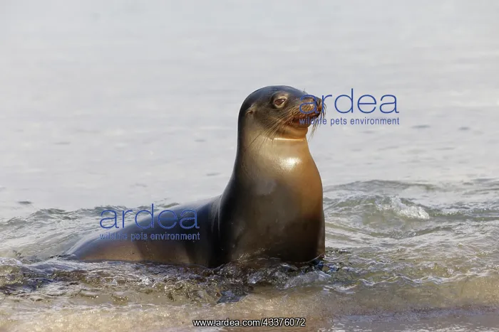 : Galapagos sea lion, San Cristobal Island, Galapagos : Galapagos sea lion, San Cristobal Island, Galapagos
