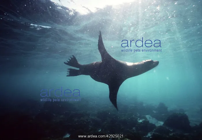 : Galapagos Sea Lion - swimming underwater : Galapagos Sea Lion - swimming underwater