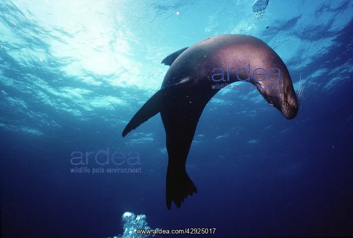  : Galapagos Sea Lion - underwater