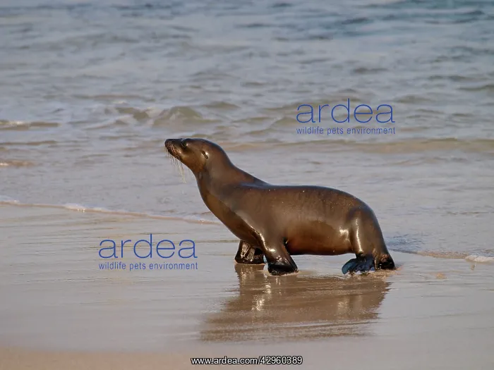 : Galapagos Sea Lion - walking on beach : Galapagos Sea Lion - walking on beach