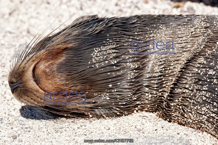 : Galapagos sea lion Zalophus californianus North Seymour Isla : Galapagos sea lion Zalophus californianus North Seymour Isla